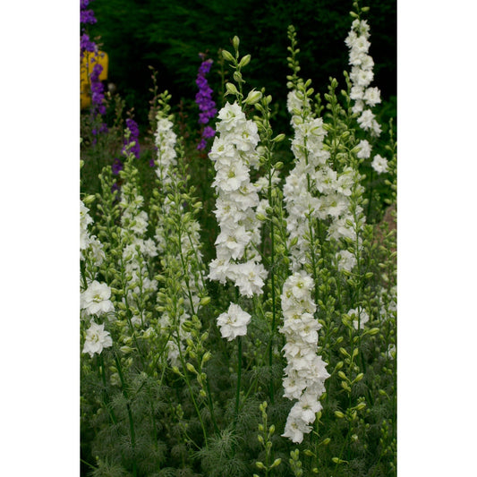 Riddarsporre ´Imperial White King´