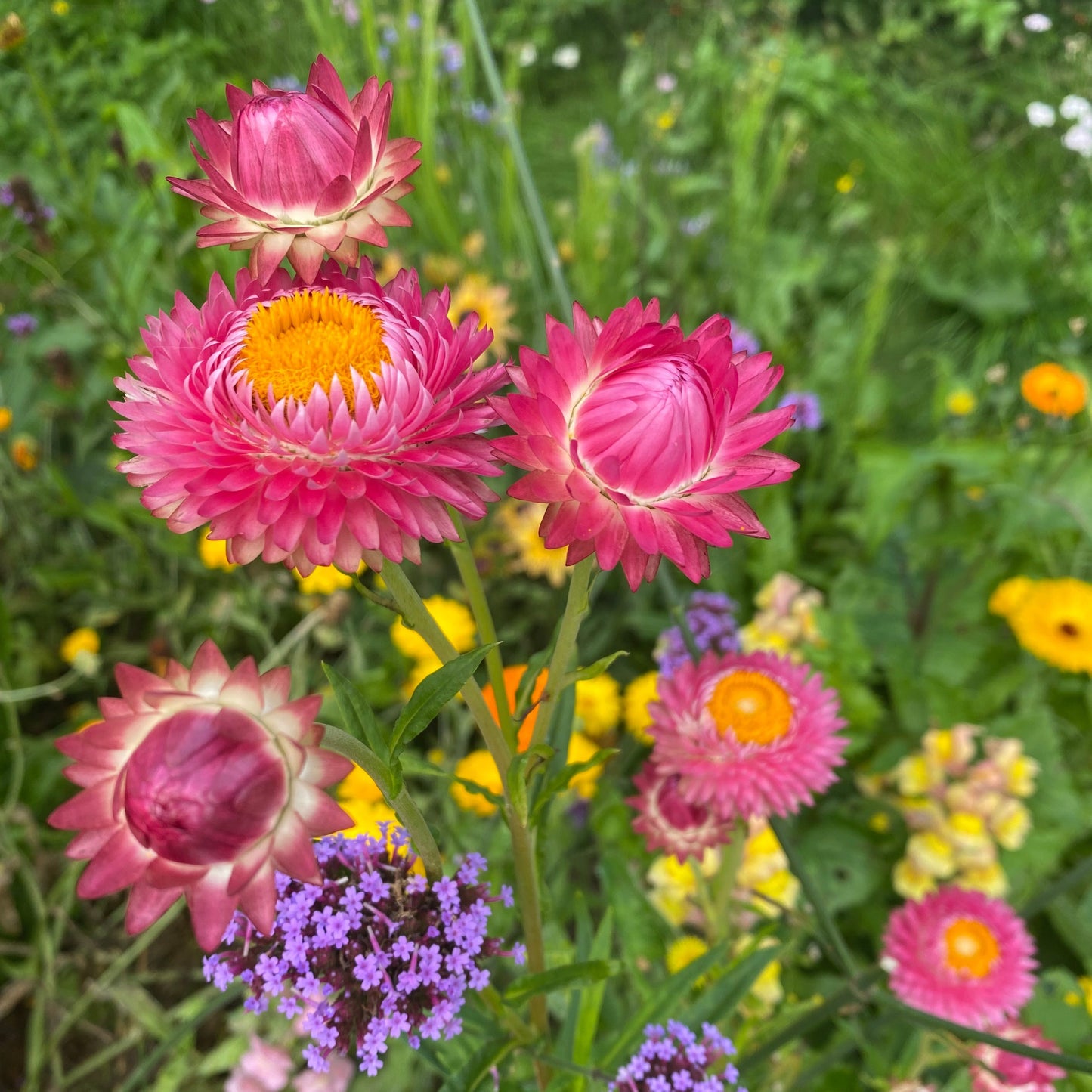 Jätteeternell ´Bright Rose´