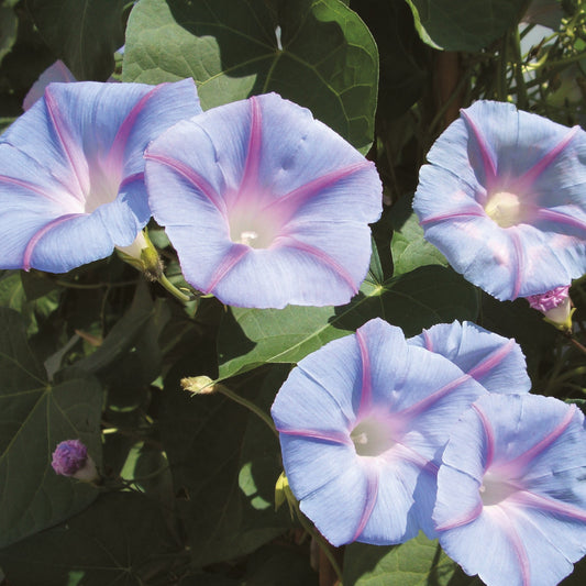 Purpurvinda ´Blue Star´