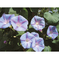 Purpurvinda ´Blue Star´