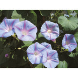 Purpurvinda ´Blue Star´