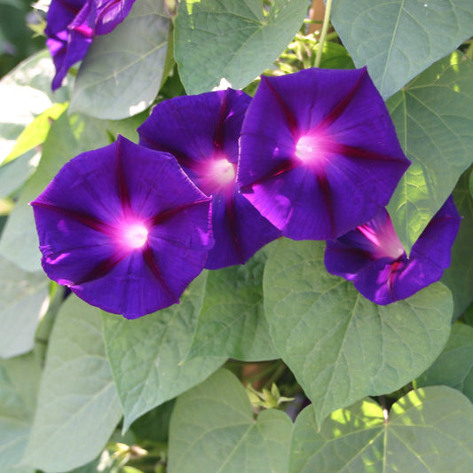 Purpurvinda ´Star of Yelta´