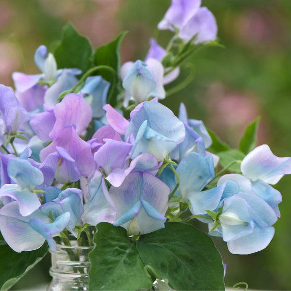 Luktärt ´Turquoise Lagoon´