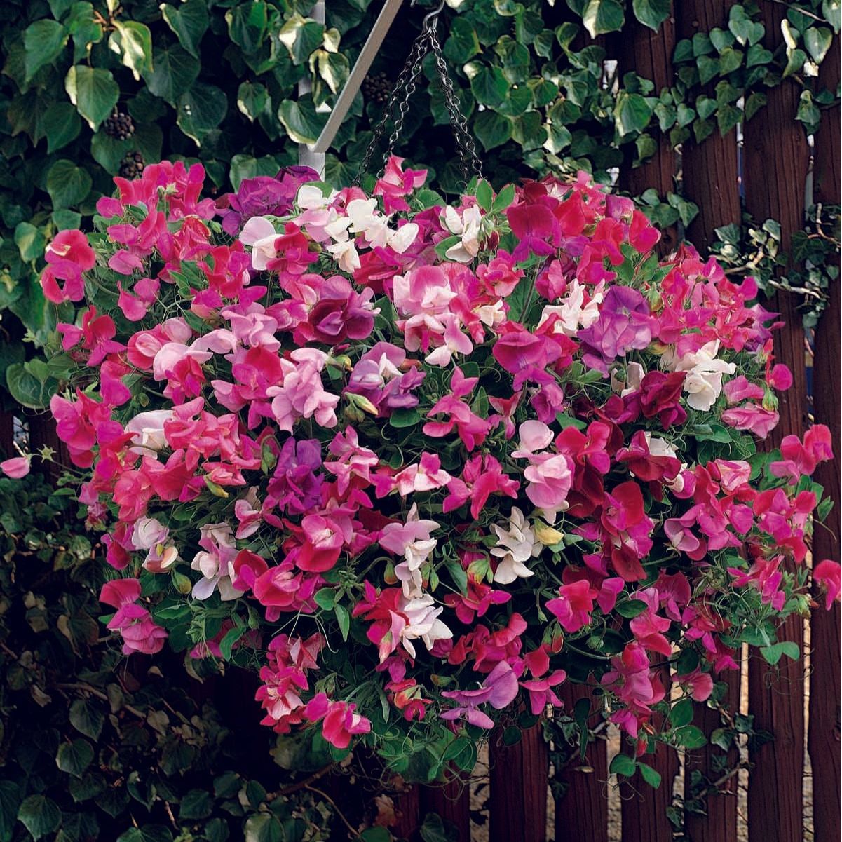 Luktärt, Dvärg ´Sugar n´ Spice´