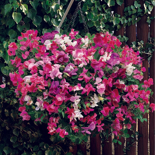 Luktärt, Dvärg ´Sugar n´ Spice´