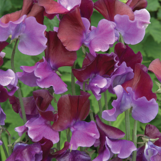 Luktärt ´Purple Pimpernel´