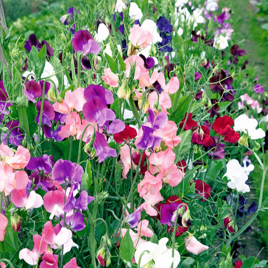 Luktärt ´Scent Infusion´