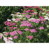 Röllika ´Cerise Queen´