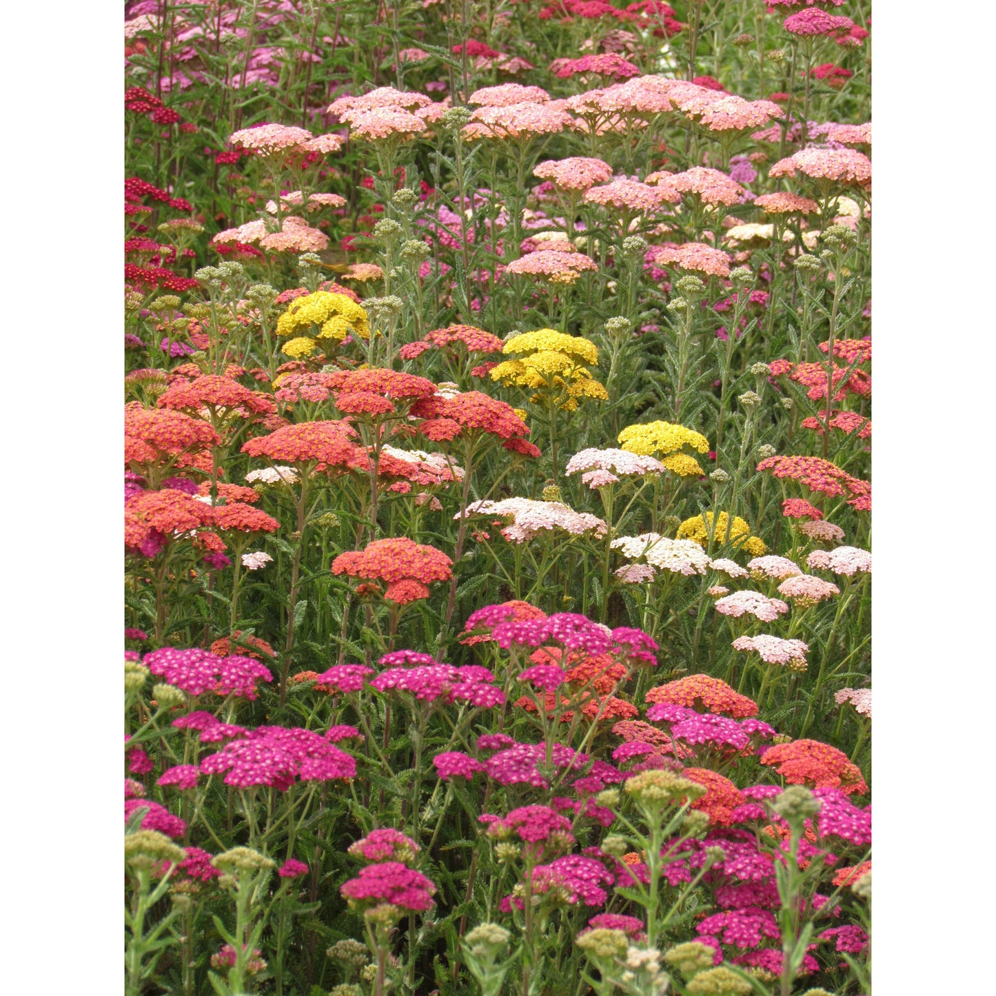 Röllika ´Summer Pastels´