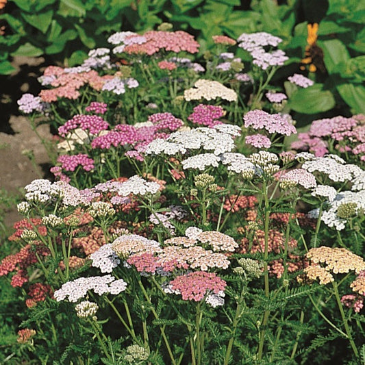 Röllika ´Colorado Mix´