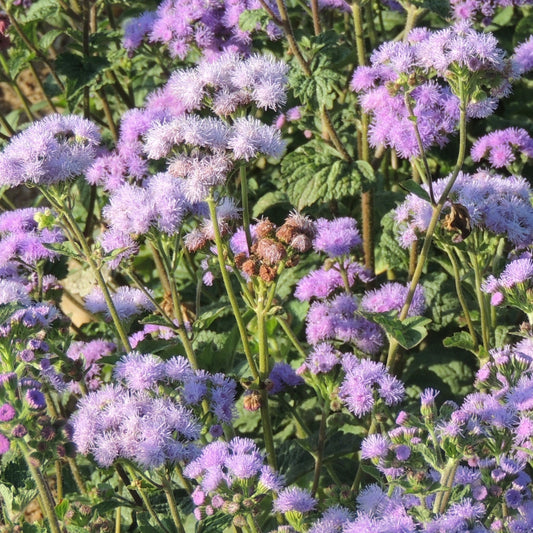 Ageratum ´Florist Blue´