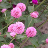 Klotamarant ´Qis Pink´