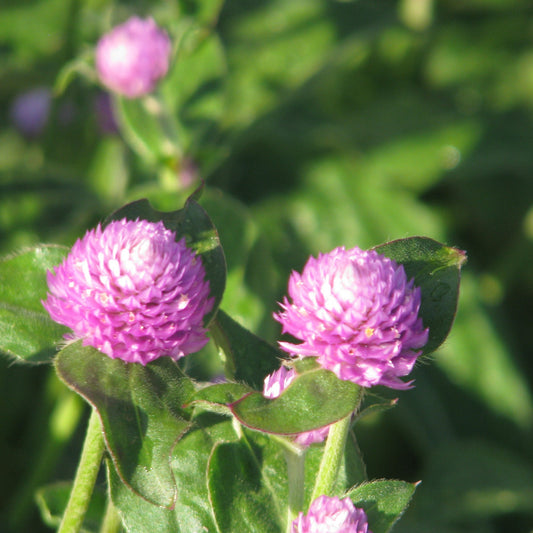 Klotamarant ´Qis Lilac´