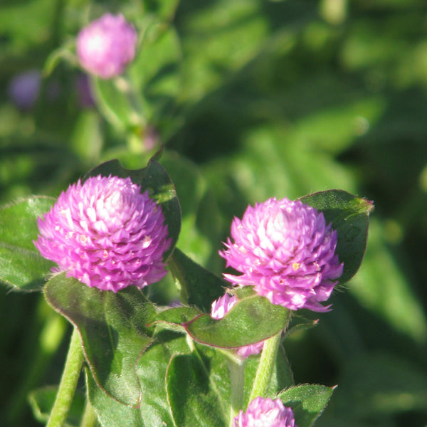 Klotamarant ´Qis Lilac´