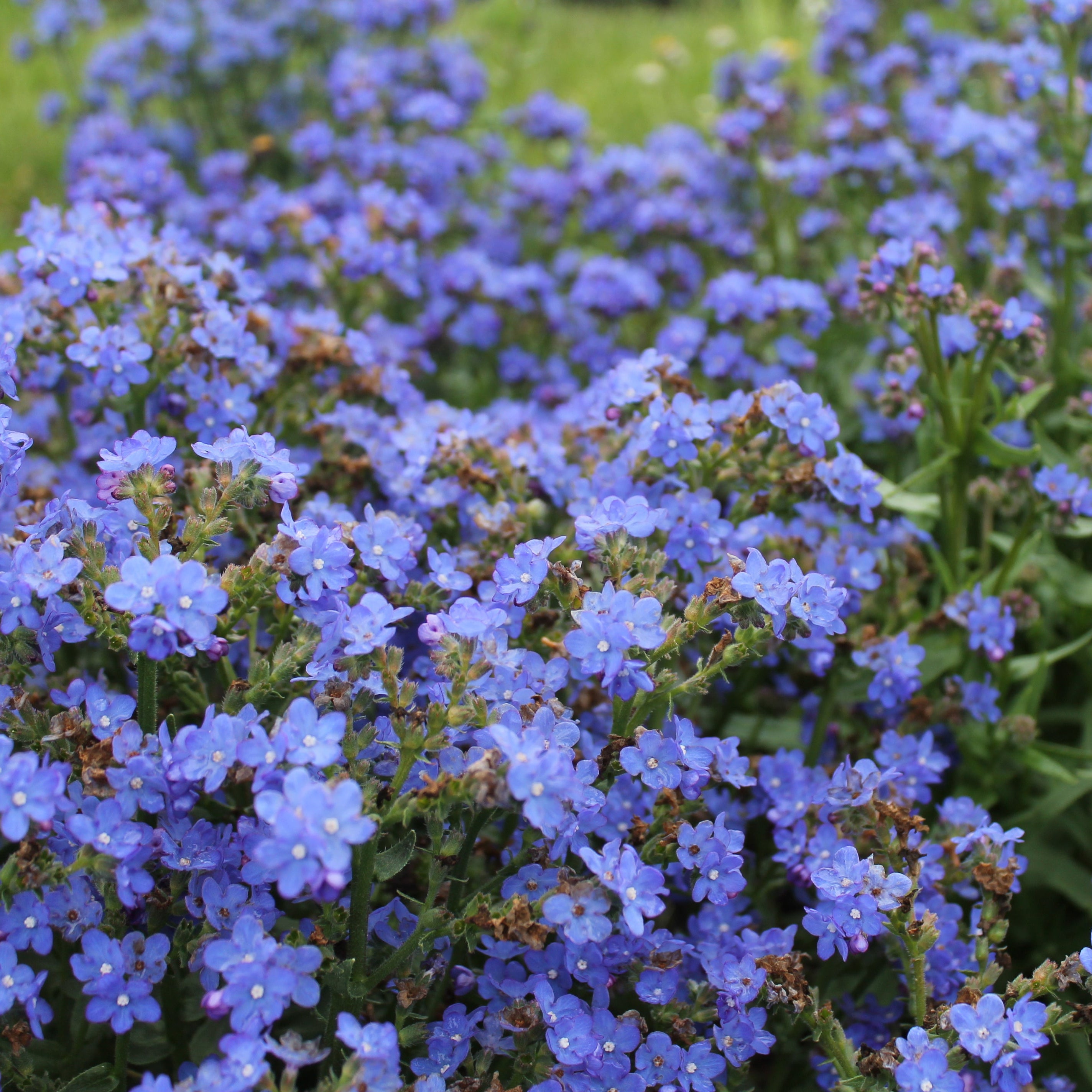 Sommarförgätmigej ´Blue Angel´- Köp frö till sommarförgätmigej hos Soil ...