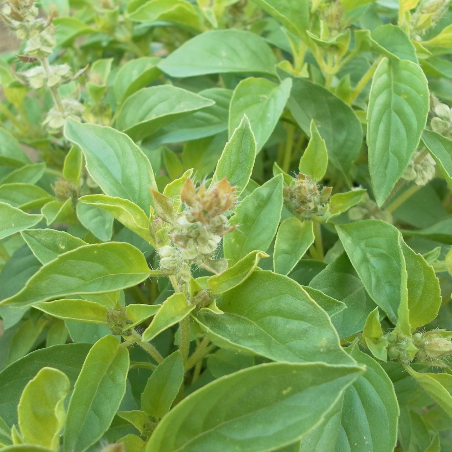 Citronbasilika ´Lush Lemon´