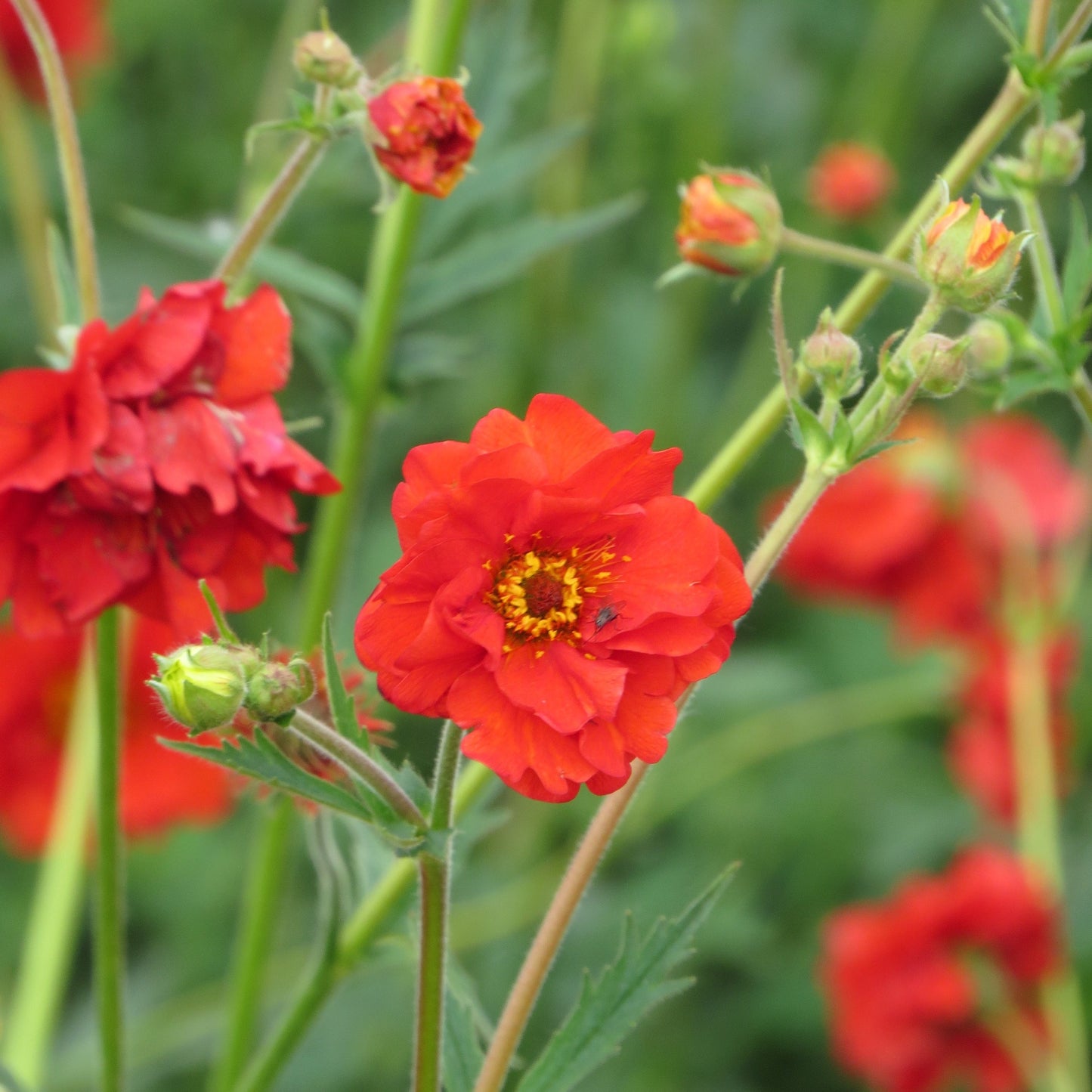 Nejlikrot ´Mrs Bradshaw´