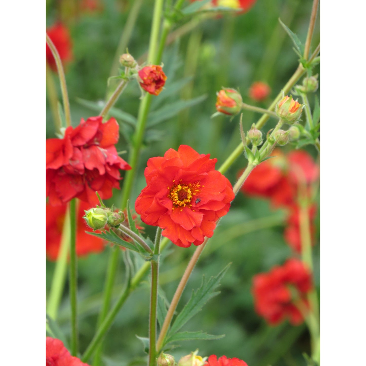 Nejlikrot ´Mrs Bradshaw´