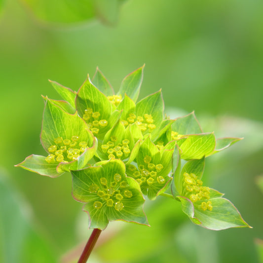 Harört ´Griffithii´