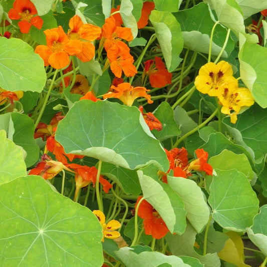 Slingerkrasse ´Gleam Hybrids´