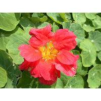 Buskkrasse ´Whirlybird Cherry Rose´