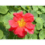 Buskkrasse ´Whirlybird Cherry Rose´
