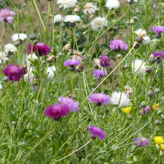 Doftklint ´Choice Mix´