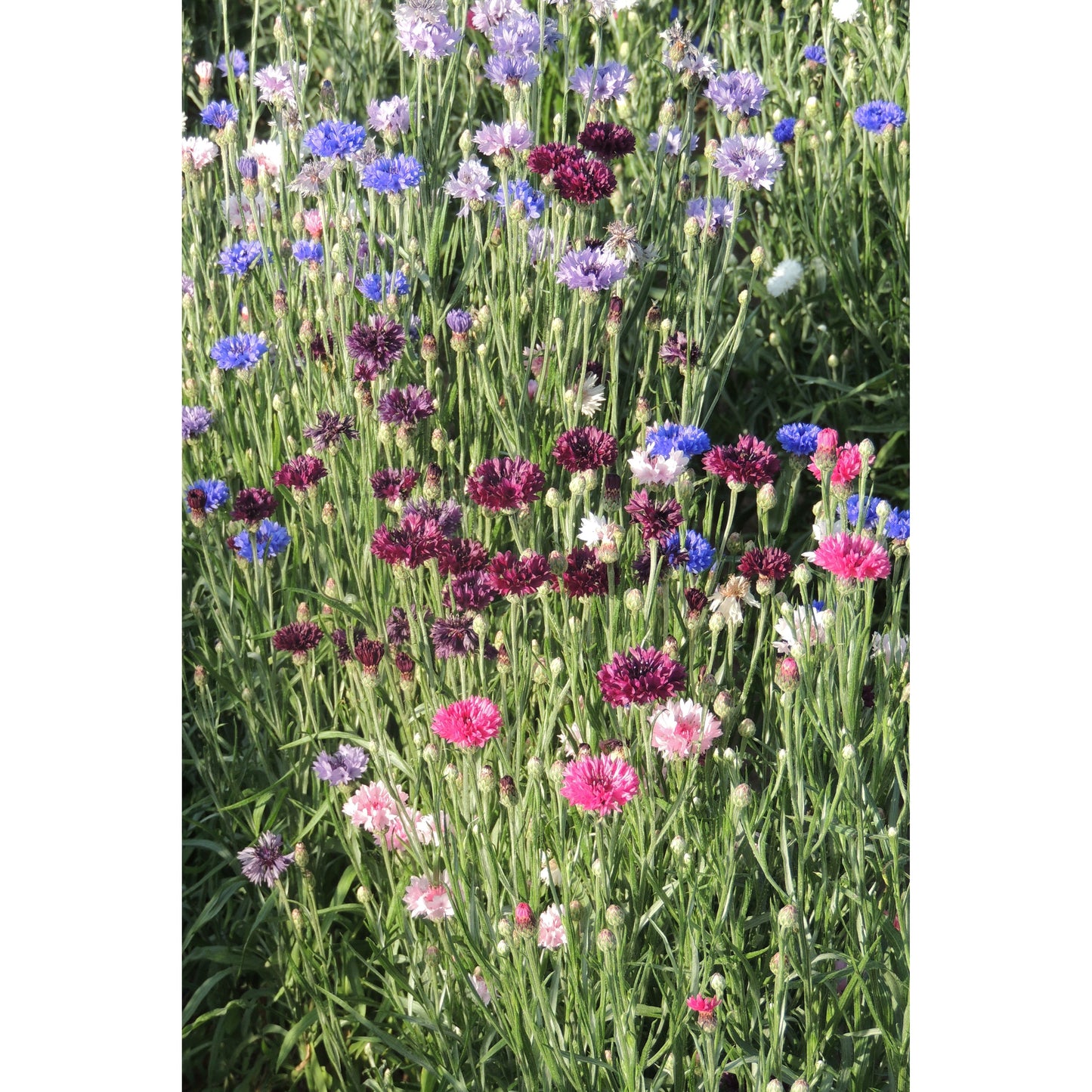 Blåklint ´Polka Dot Mix´