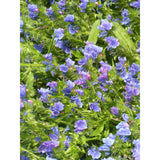 Blå snokört ´Blue Bedder´