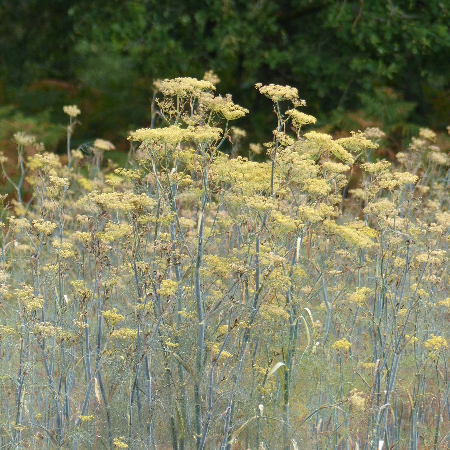 Dill ´Vierling´