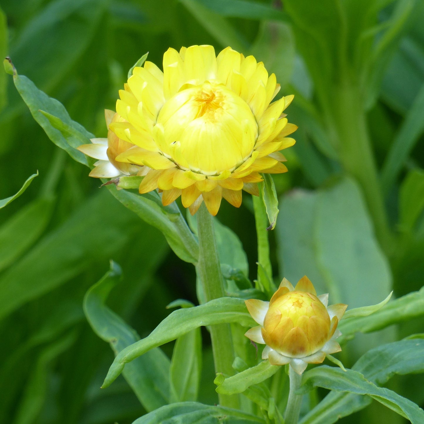 Jätteeternell ´Lemon Yellow´