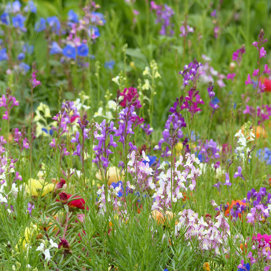 Färgsporre ´Fairy Bouquet Mix´