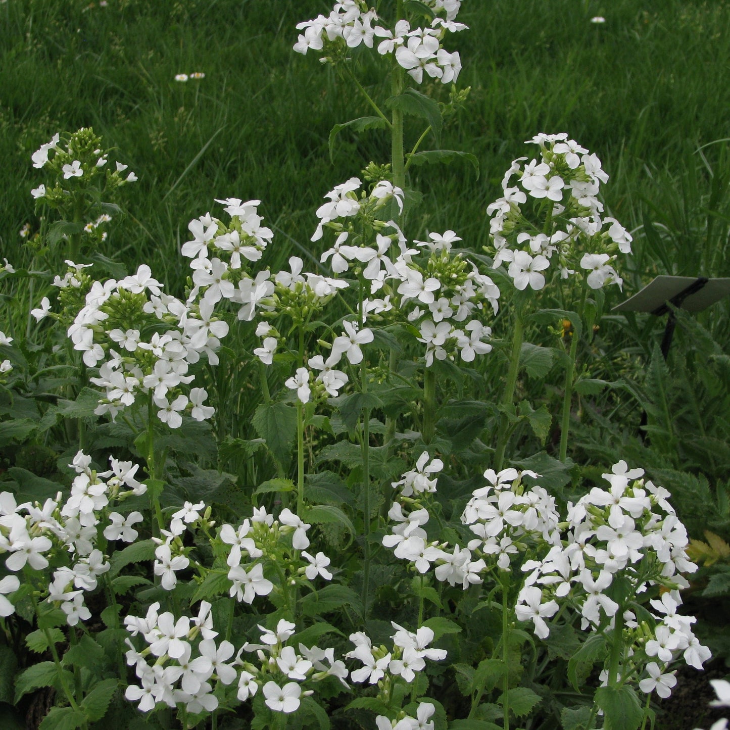 Judas silverpenningar ´Alba´