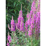 Fackelblomster ´Rosy Gem´
