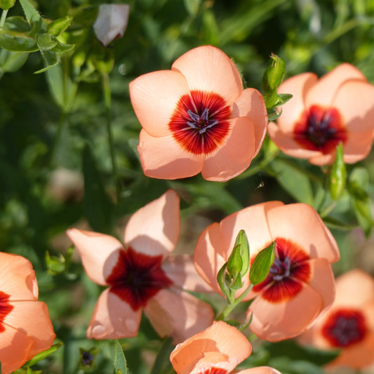 Blomsterlin ´Charmer Salmon´