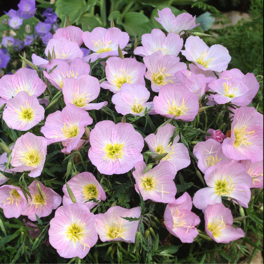 Silvernattljus ´Evening Pink´