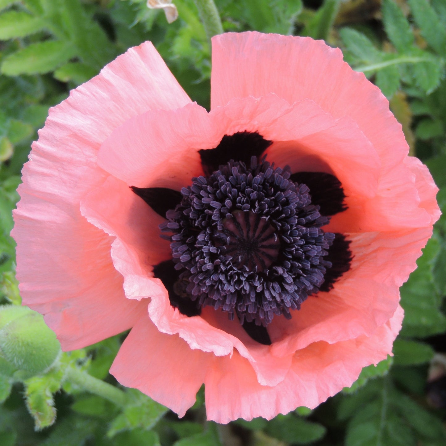 Jättevallmo ´Princess Victoria Louise´