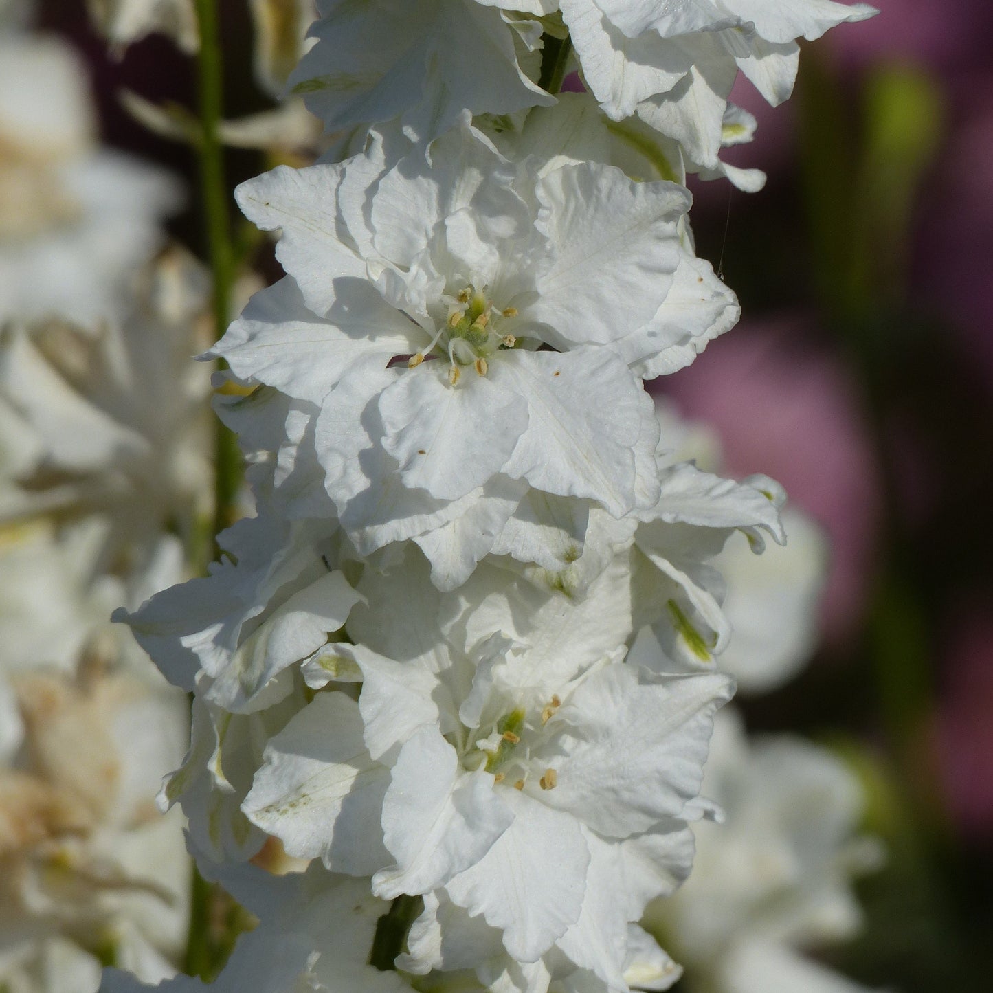 Riddarsporre ´Imperial White King´