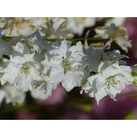 Riddarsporre ´Imperial White King´