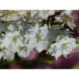Riddarsporre ´Imperial White King´