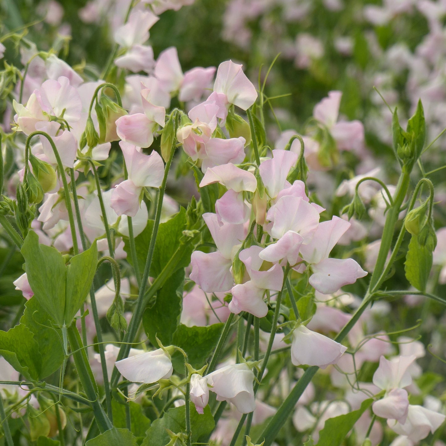 Luktärt ´Spring Sunshine Blush´