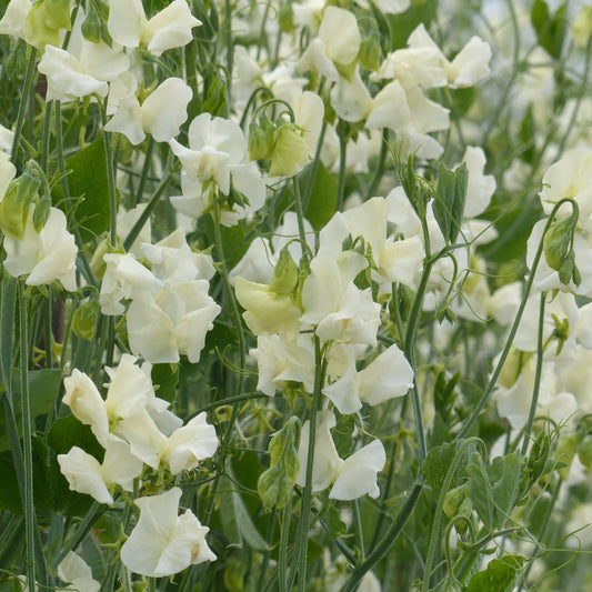 Luktärt ´Spring Sunshine Cream´