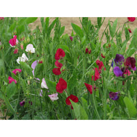 Luktärt ´Bijou Mix´