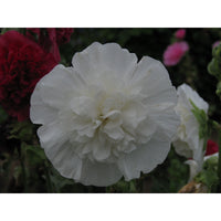 Stockros ´Chater´s White´