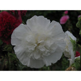 Stockros ´Chater´s White´