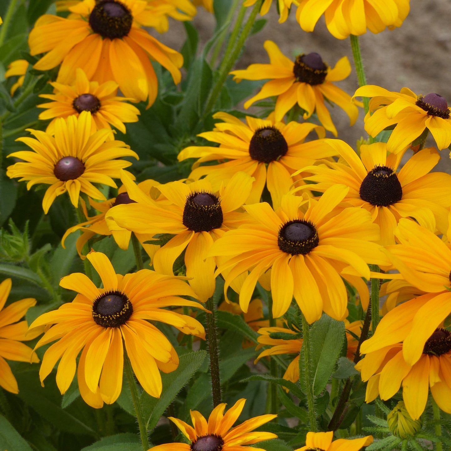 Sommarrudbeckia ´Marmalade´
