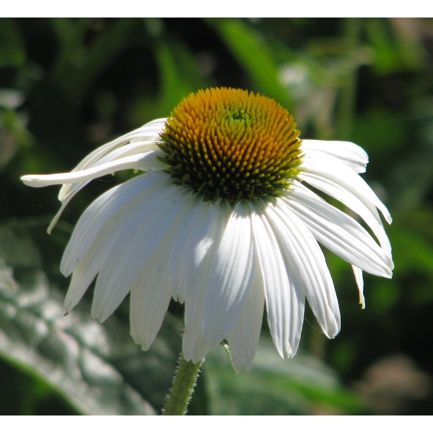 Solhatt ´White Swan´