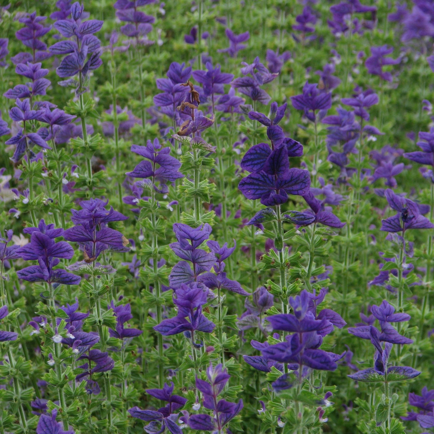 Broksalvia ´Oxford Blue´