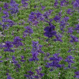 Broksalvia ´Oxford Blue´