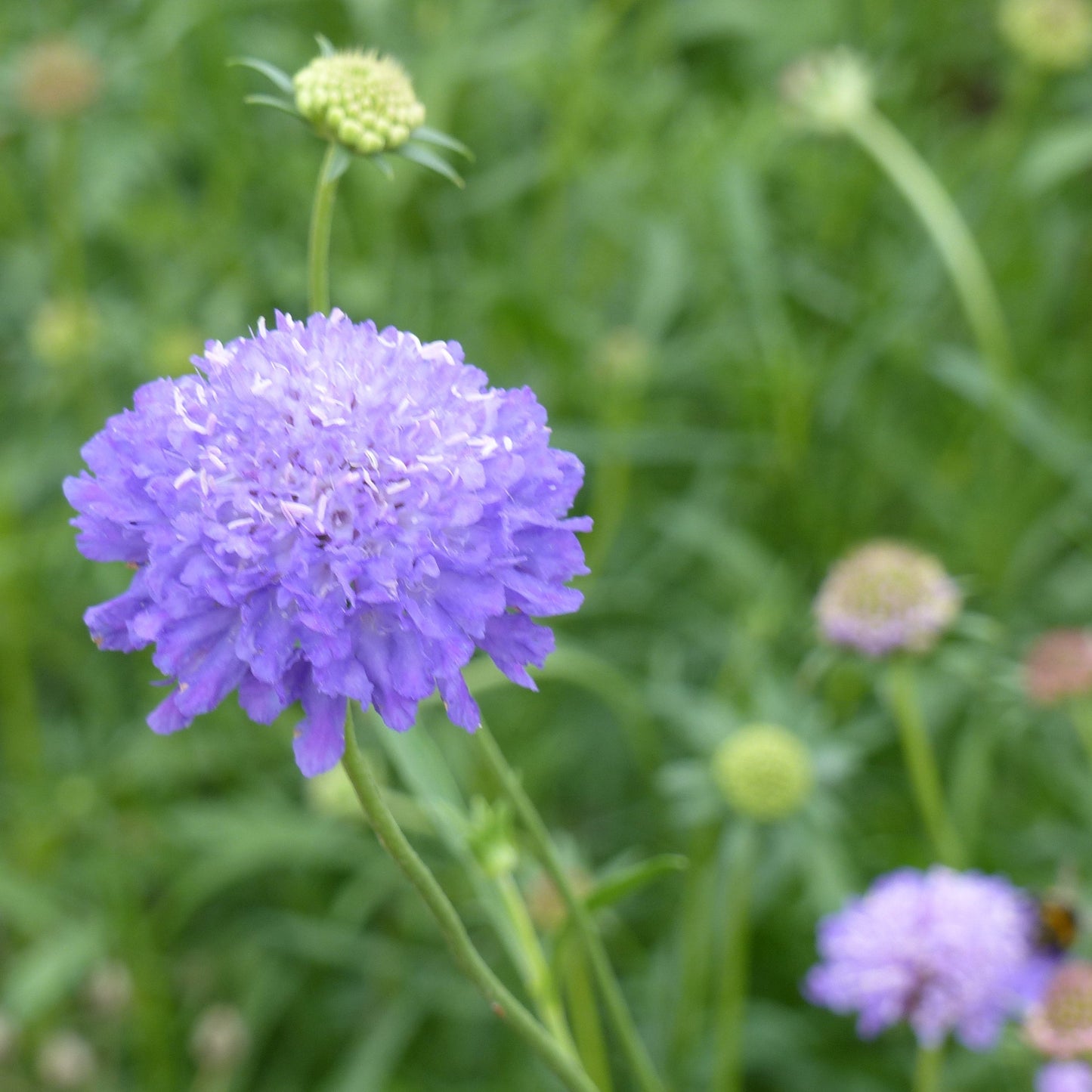 Praktvädd ´Qis Dark Blue´